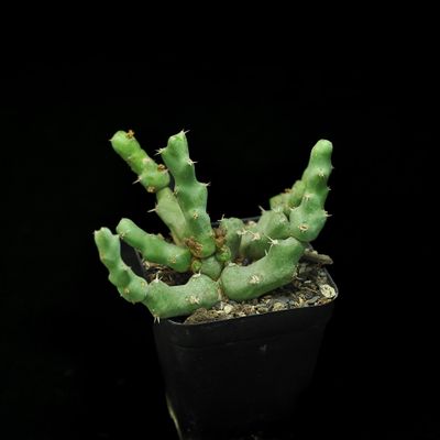 Euphorbia clivicola – Compact South African Succulent