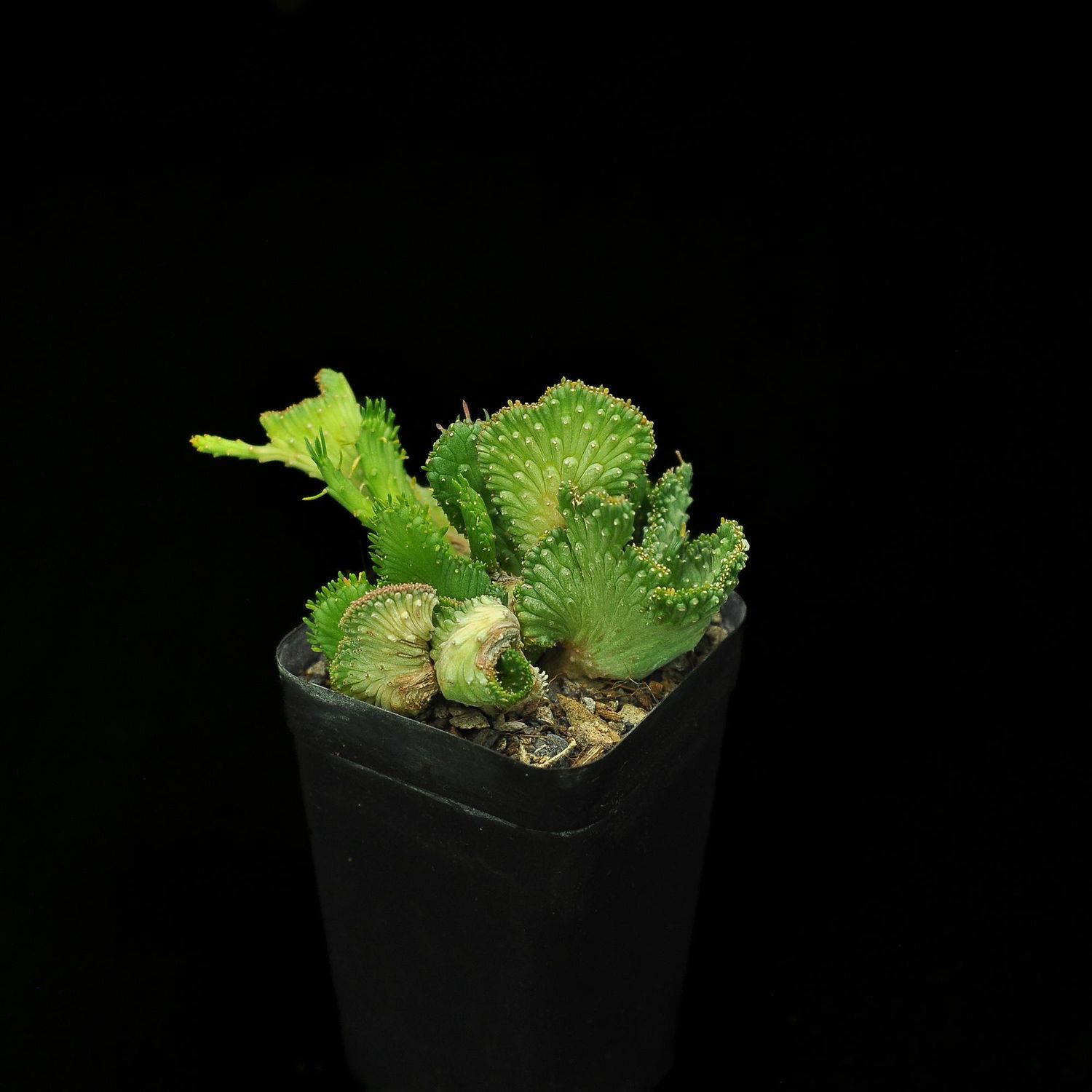 Euphorbia Flanaganii crest 'Arm Crest' Rooted