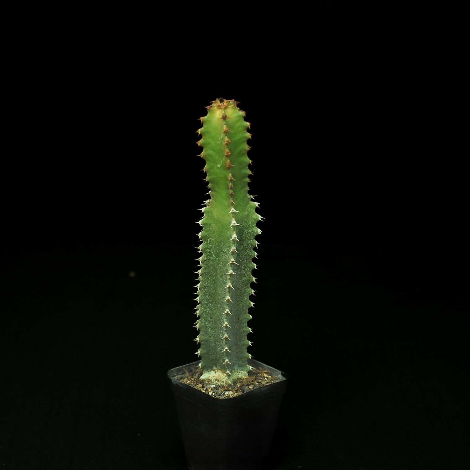 Euphorbia canariensis