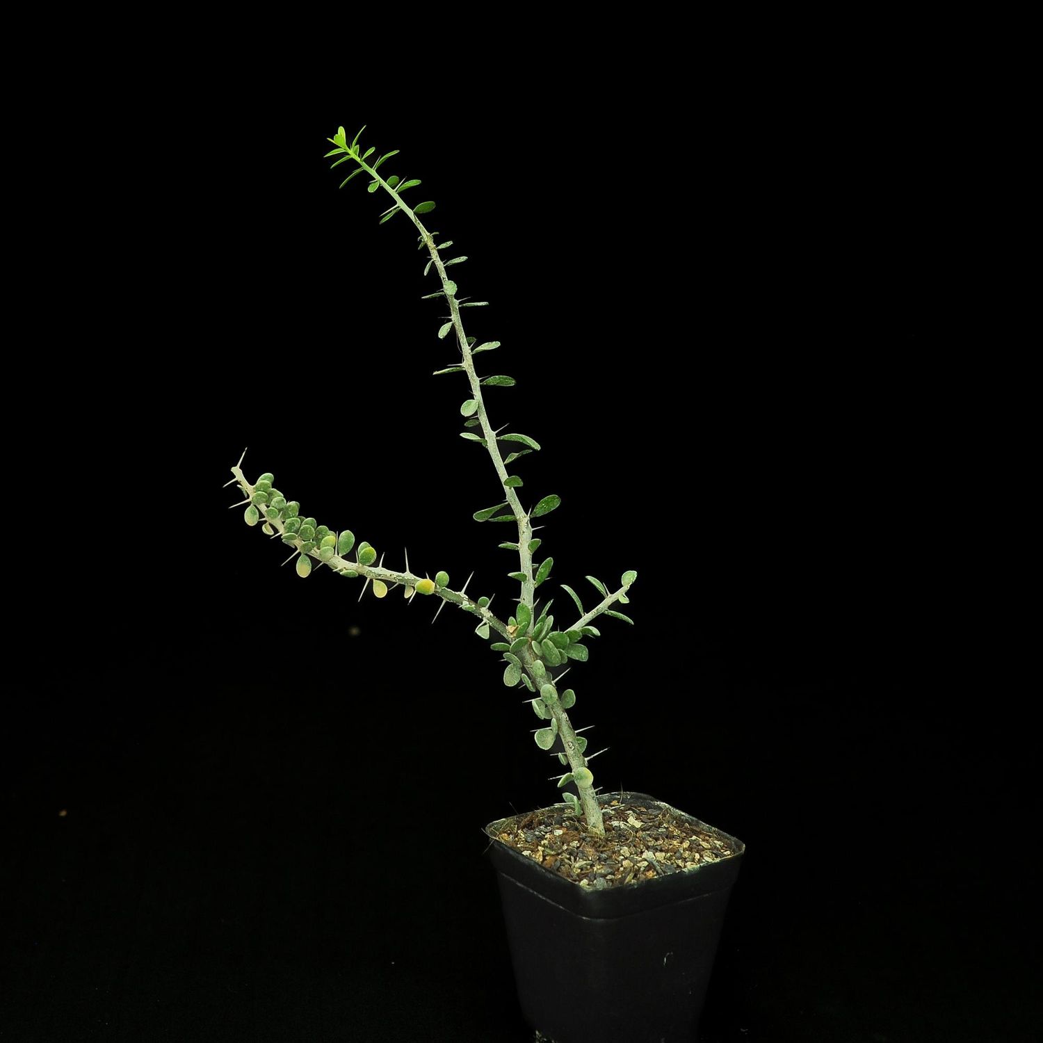 Allauldia humbertii
