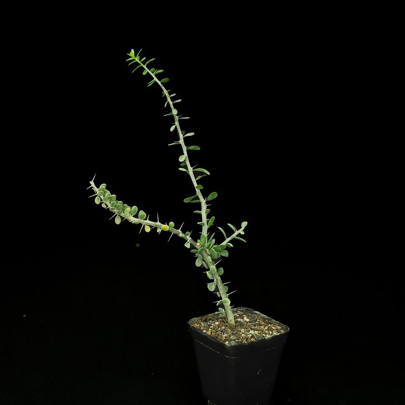 Allauldia humbertii