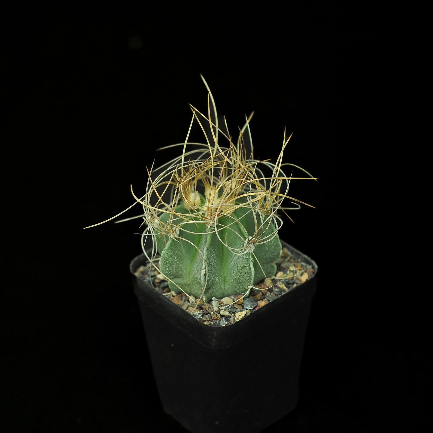 Astrophytum capricorne var. aureum