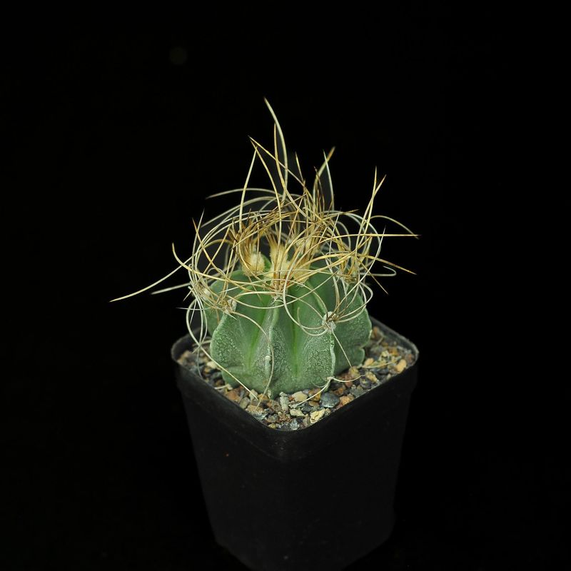 Astrophytum capricorne var. aureum