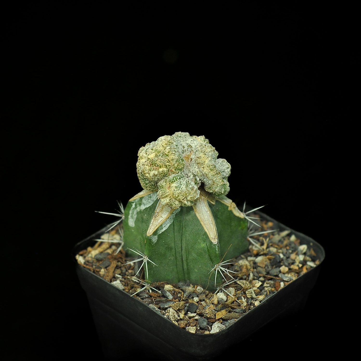 Astrophytum myriostigma Onzuka Crest