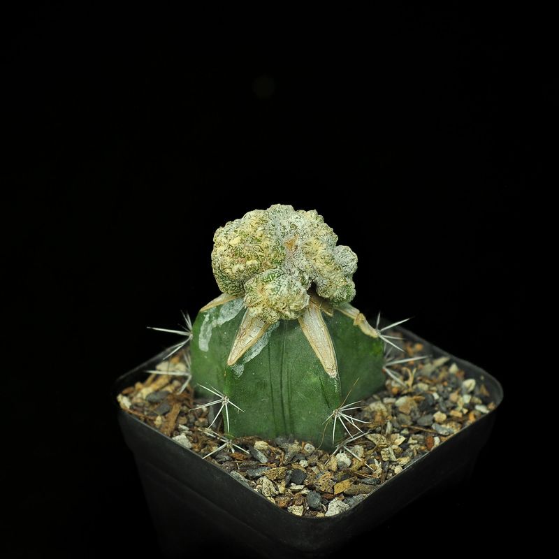 Astrophytum myriostigma Onzuka Crest