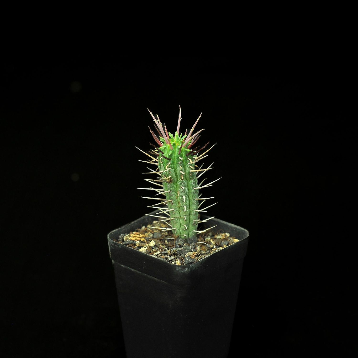 Euphorbia inconstantia