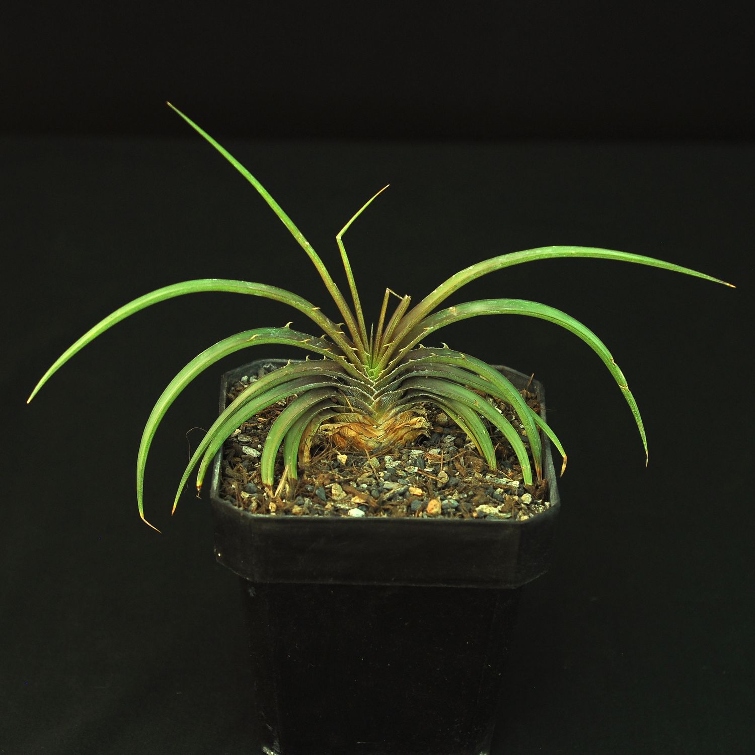 Dyckia estevesii