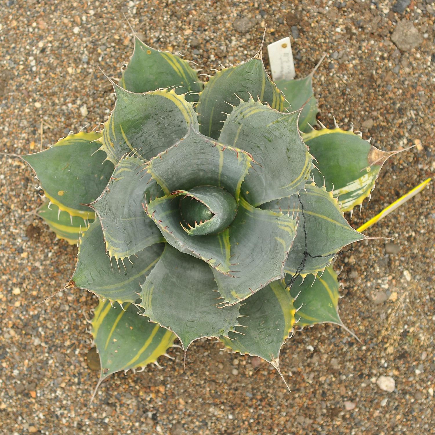 Agave parrasana 'FireBall'(Variegated Cabbage Head Agave)