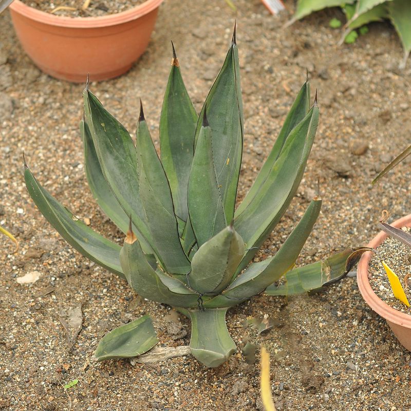 Agave nickelima Sharrk Byte