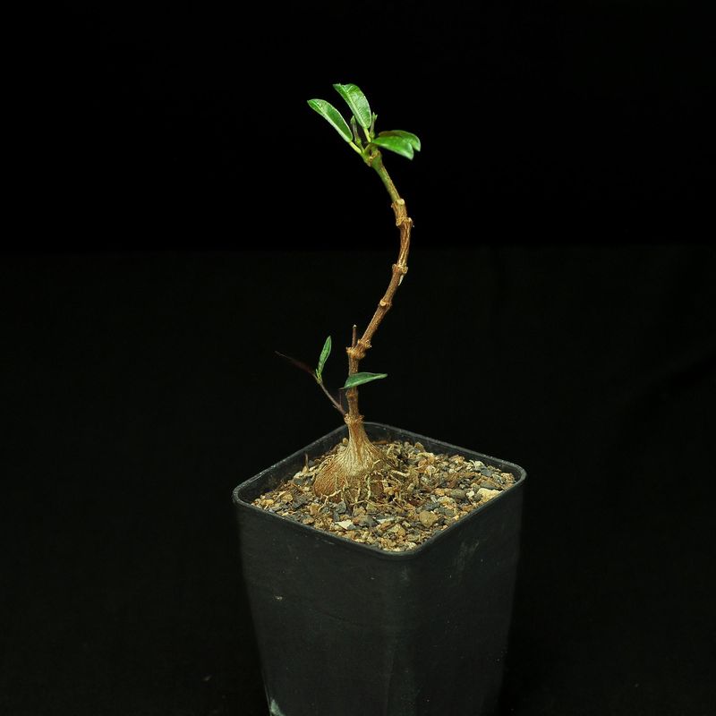 Petopentia natelensis