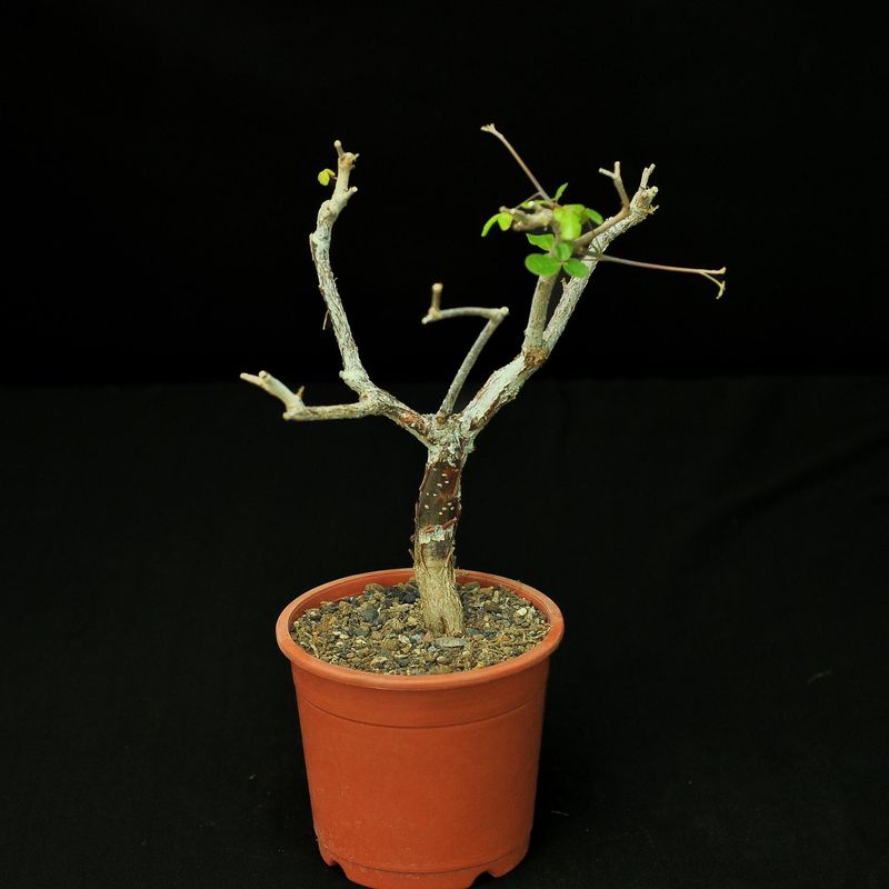 Commiphora orbicularis