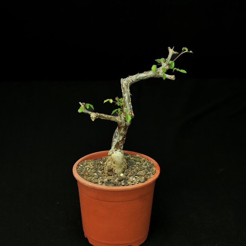 Commiphora orbicularis