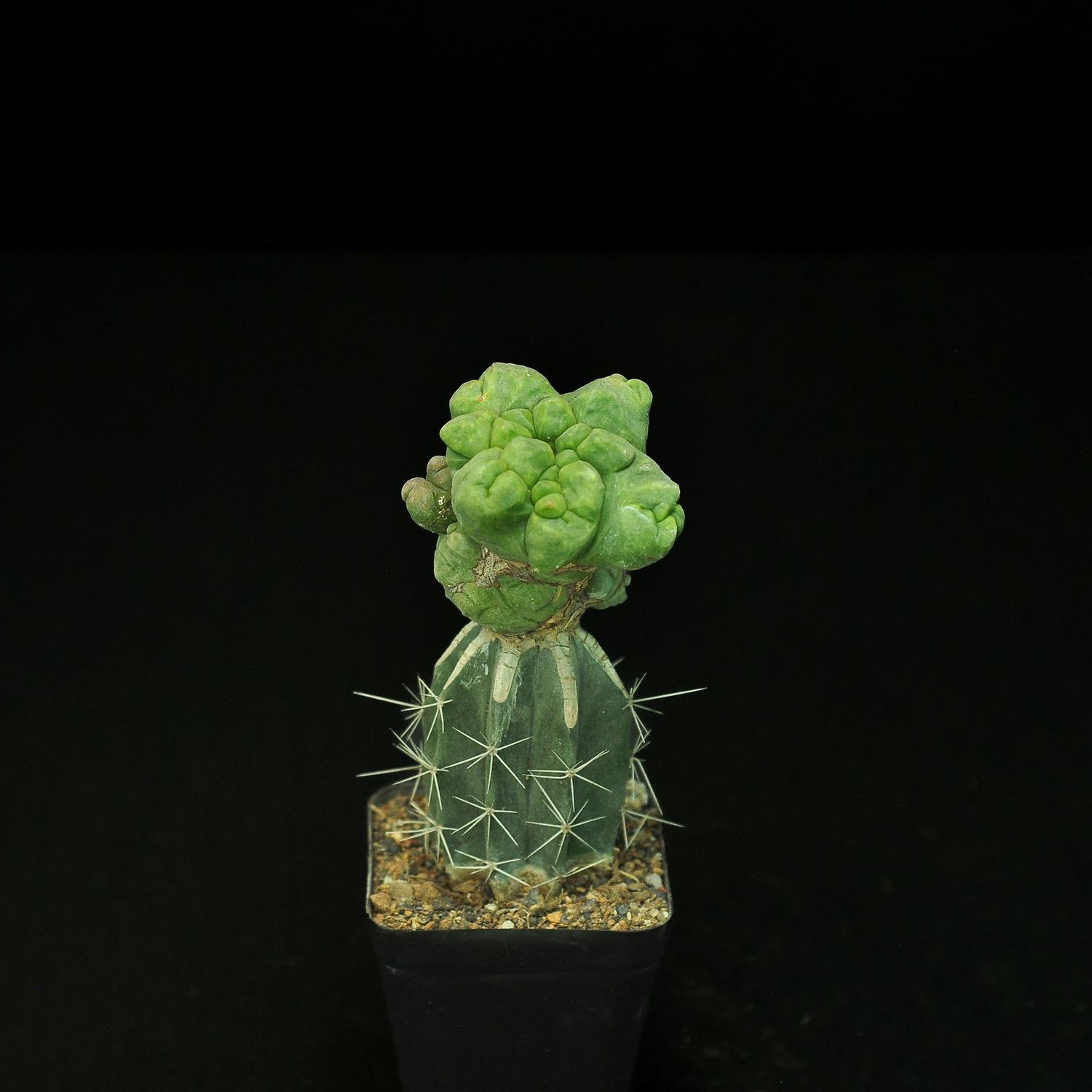 Astrophytum myriostigma cv KIKKO Ball Type Monstrose