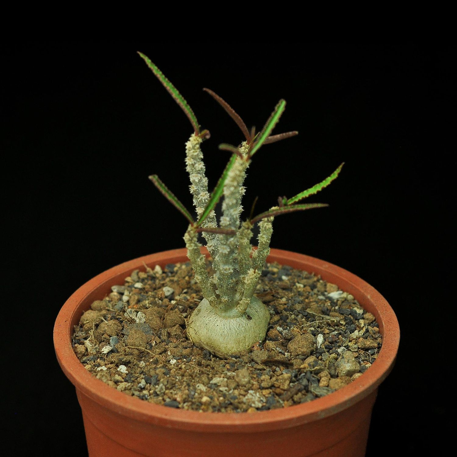 Euphorbia waringiae
