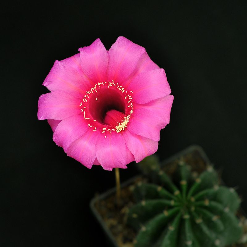 Echinopsis hybrid