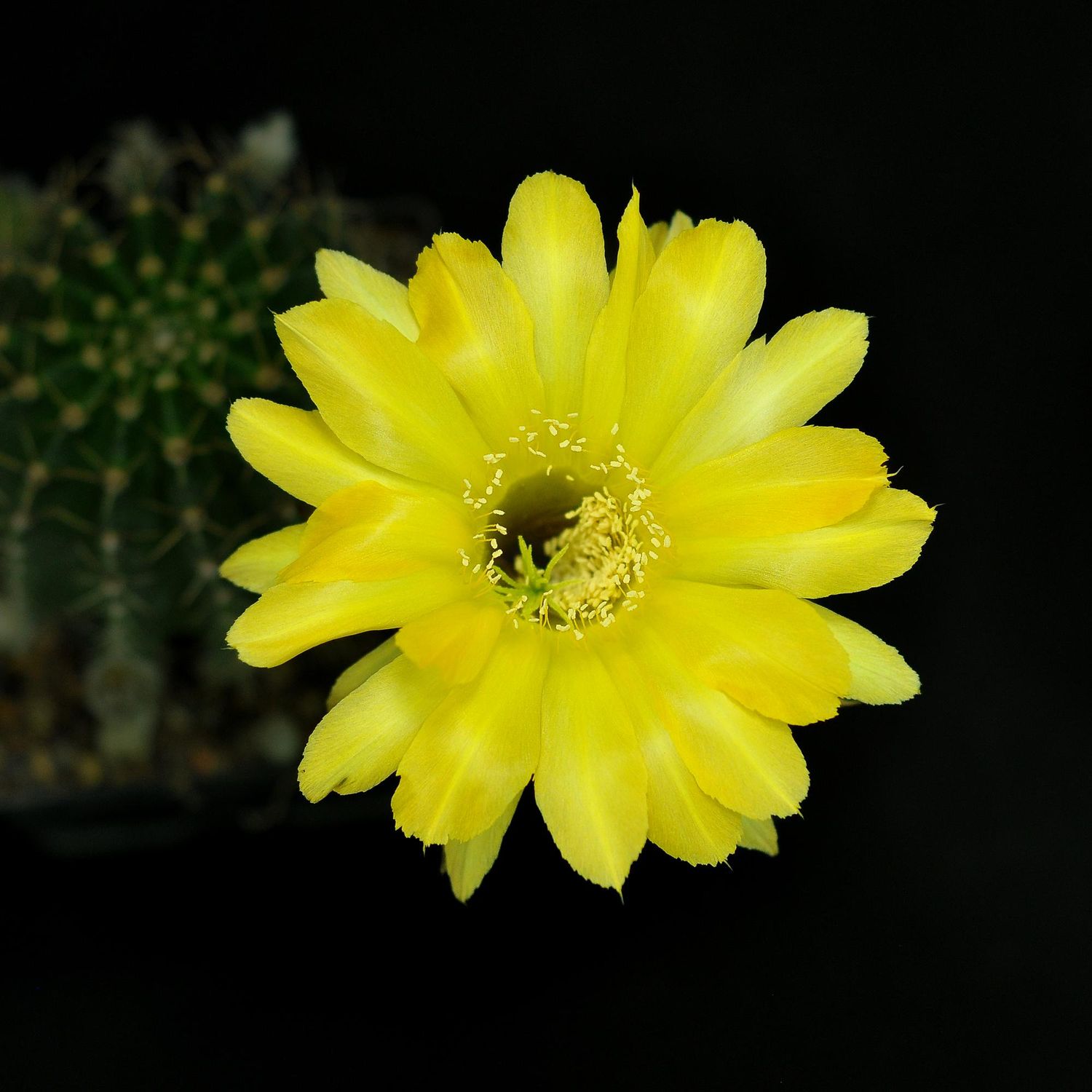 Echinopsis hybrid Echinopsis hybrid
