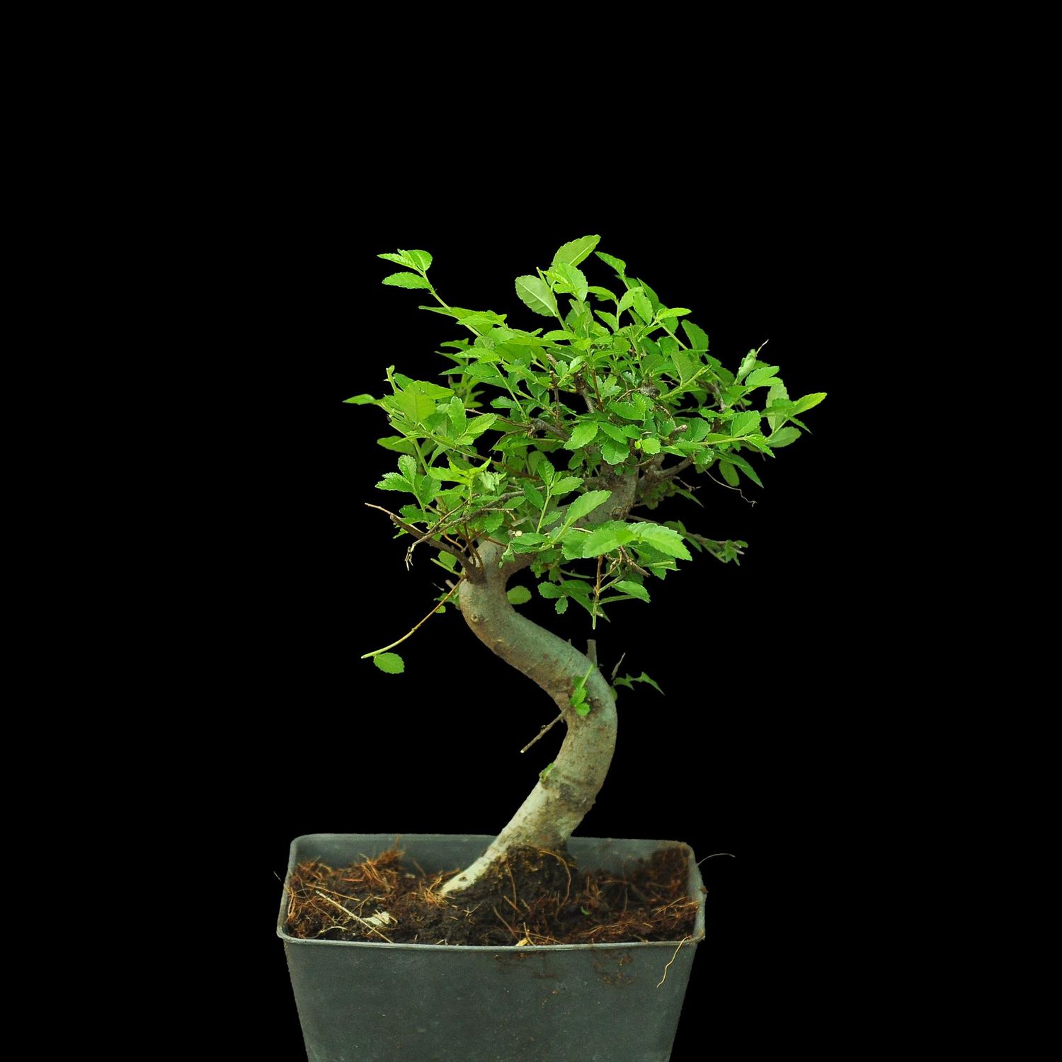 Bonsai Chinese Elm ( Ulmus parvifolia )