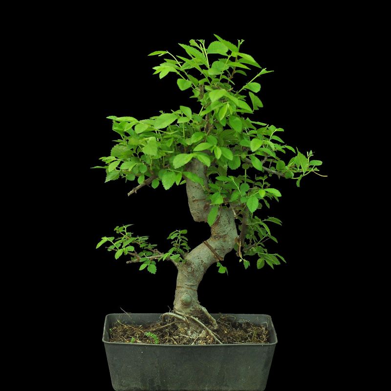 Bonsai Chinese Elm ( Ulmus parvifolia )