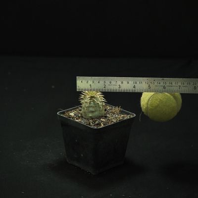 ●レア種 現地株 Pachypodium enigmaticum. Pachypodium enigmaticum No.2 【パキポディウム・エニグマティカム