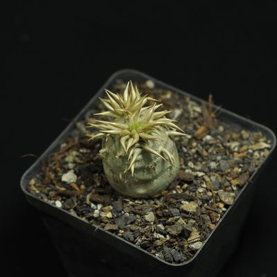 Pachypodium enigmaticum for Sale | Rare Madagascar Succulent
