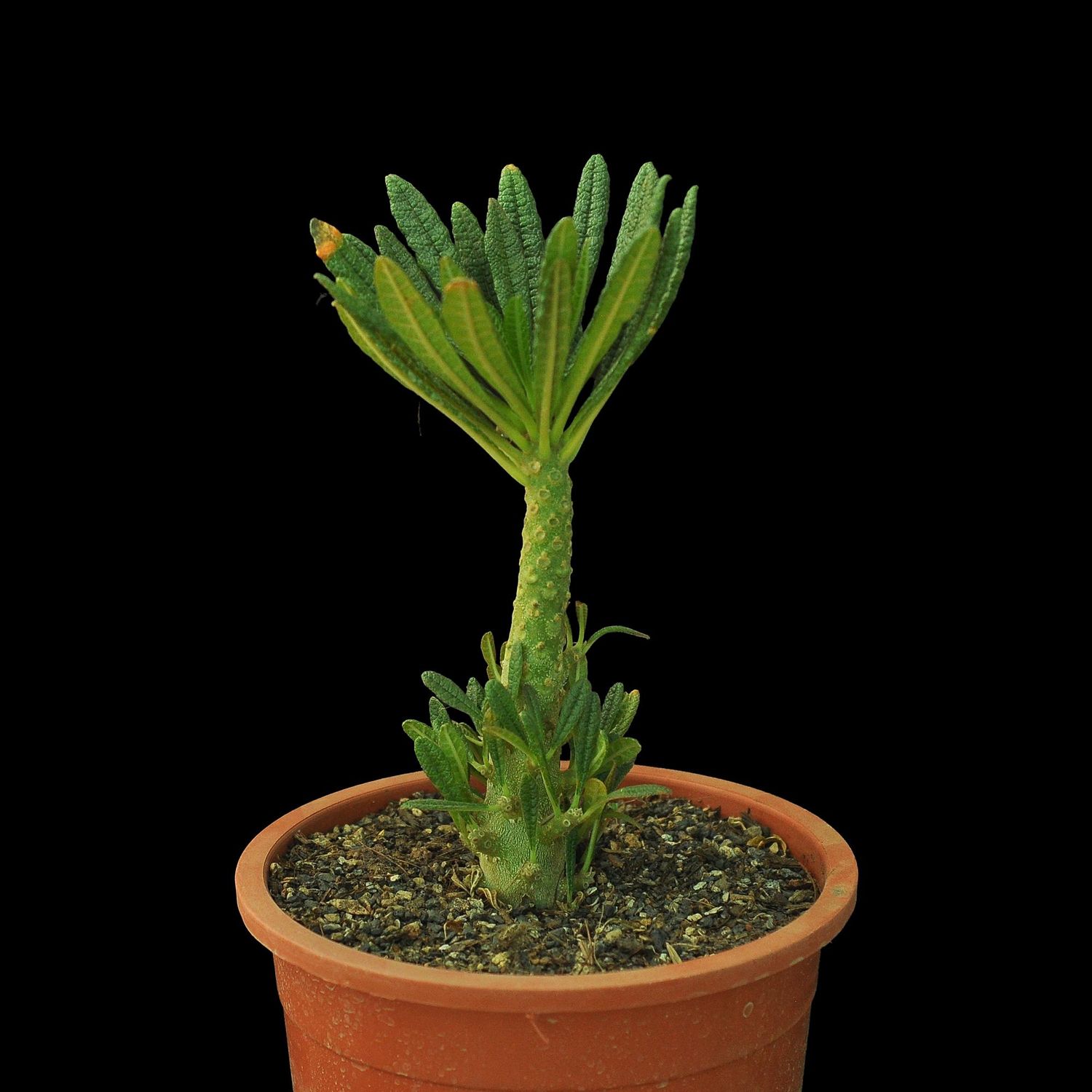 Dorstenia gigas