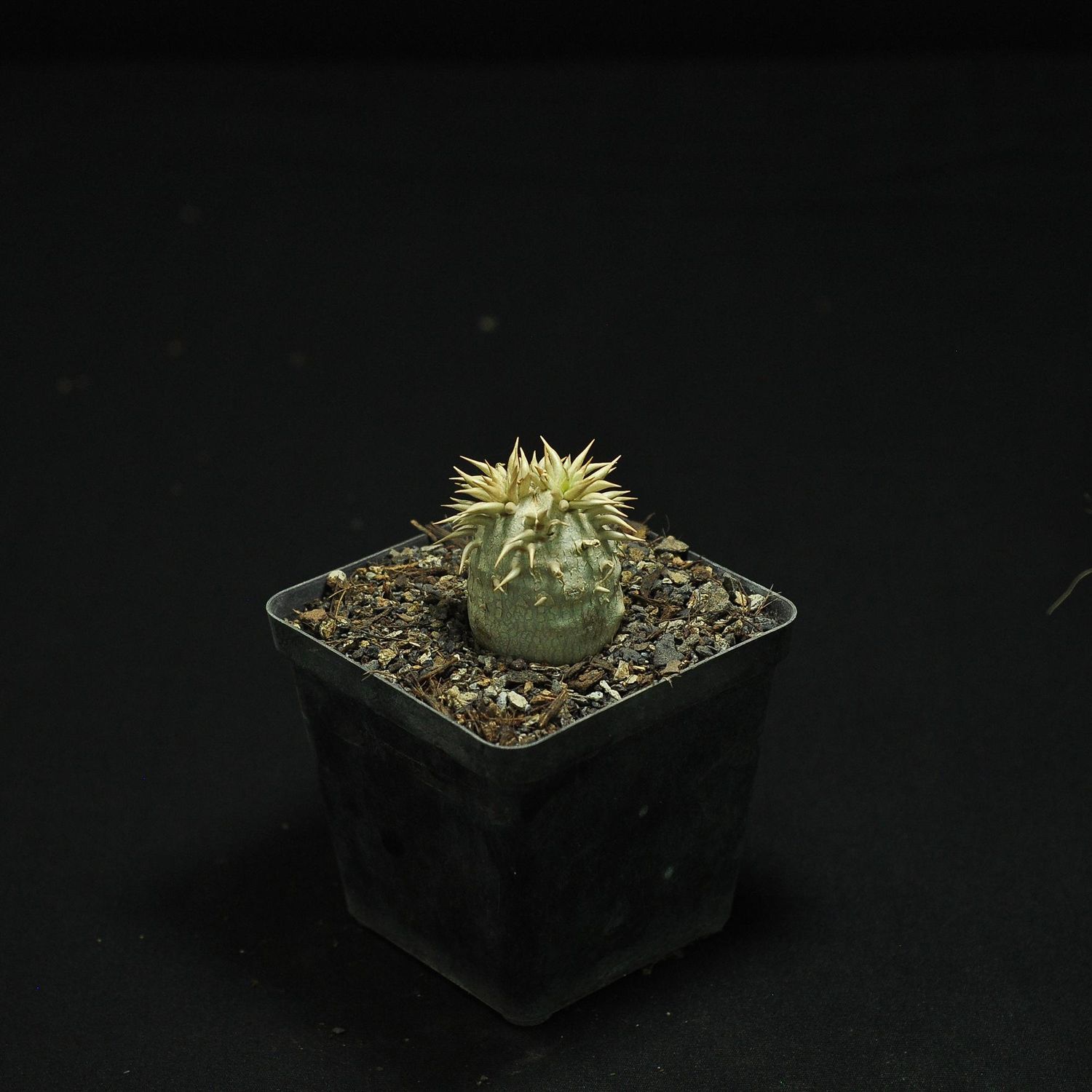 Pachypodium enigmaticum