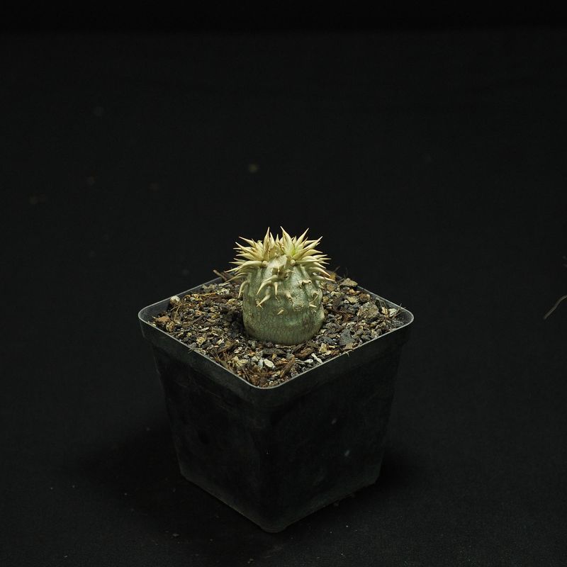 Pachypodium enigmaticum