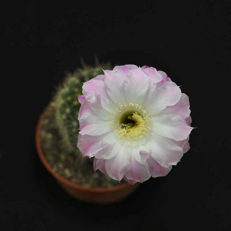 Echinopsis hybrid