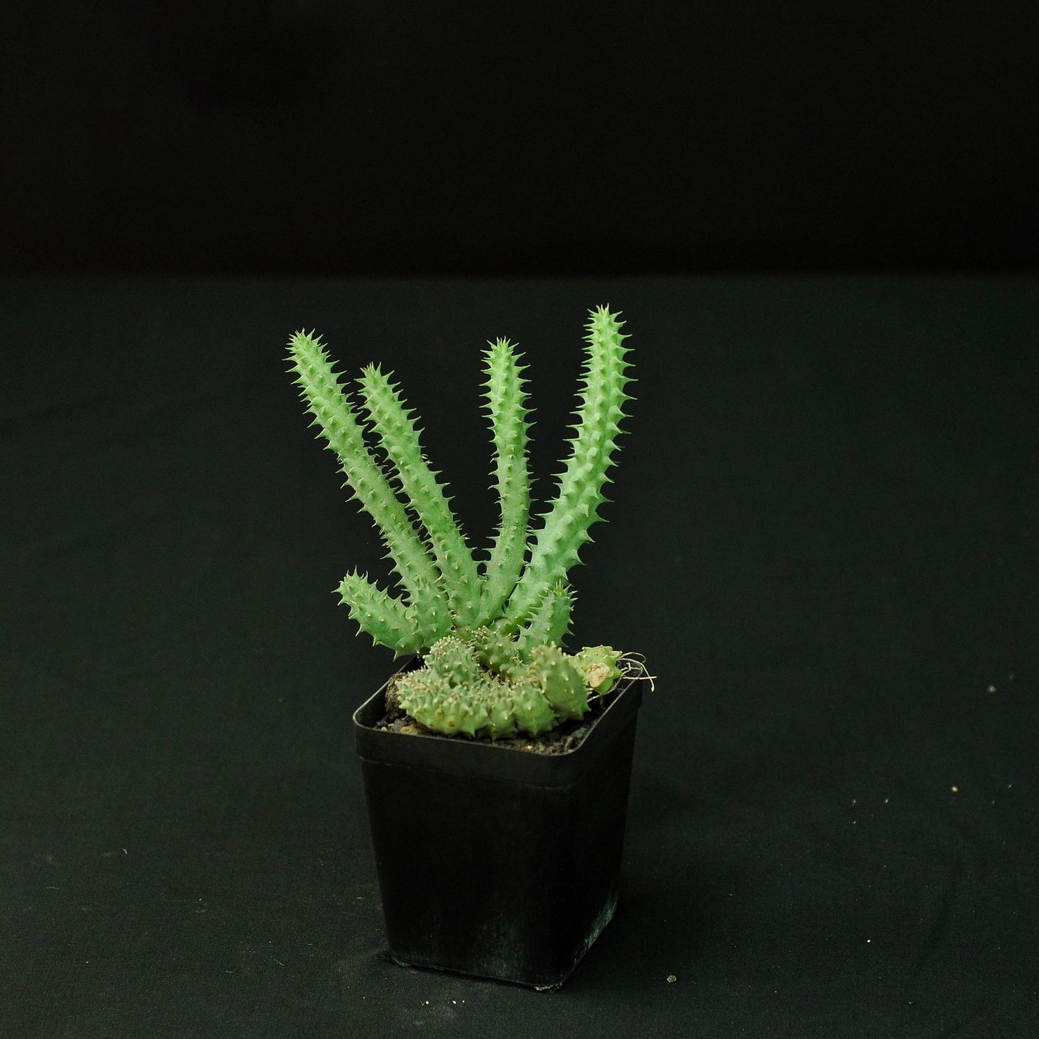 Huernia pillansii crest Huernia pillansii crest