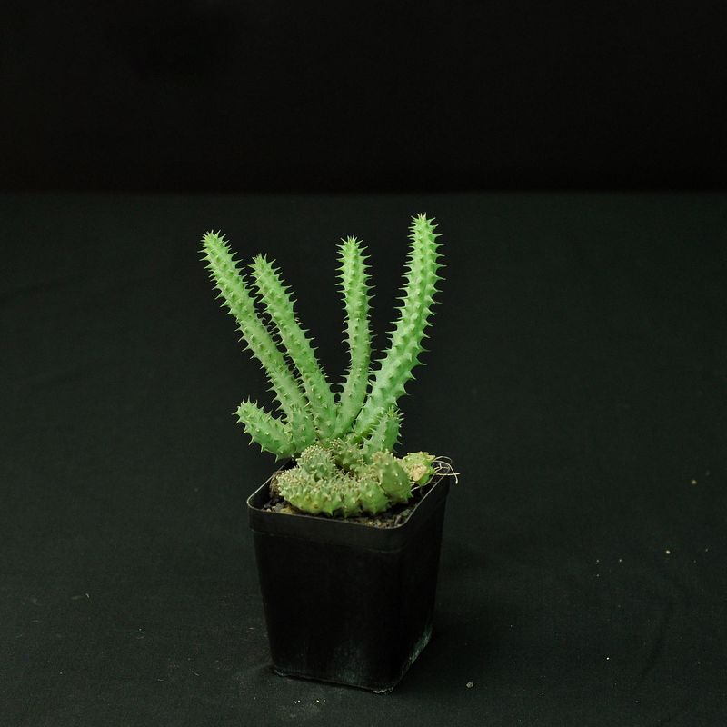 Huernia pillansii crest