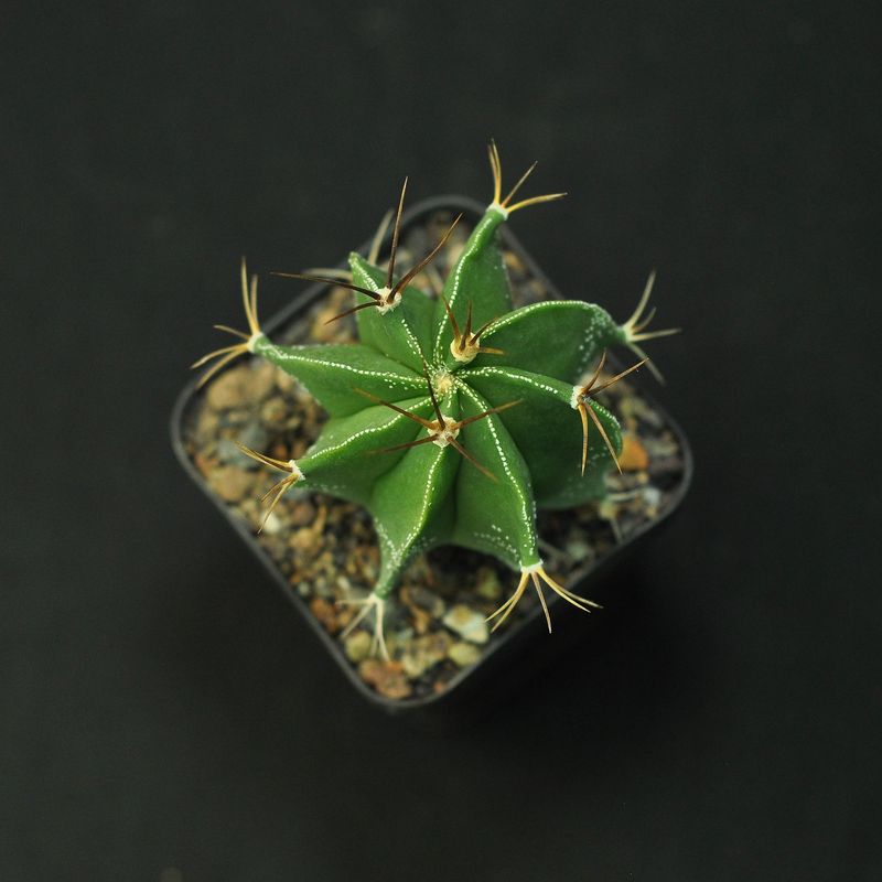 Astrophytum ornatum white flecks (Type / Native Form)