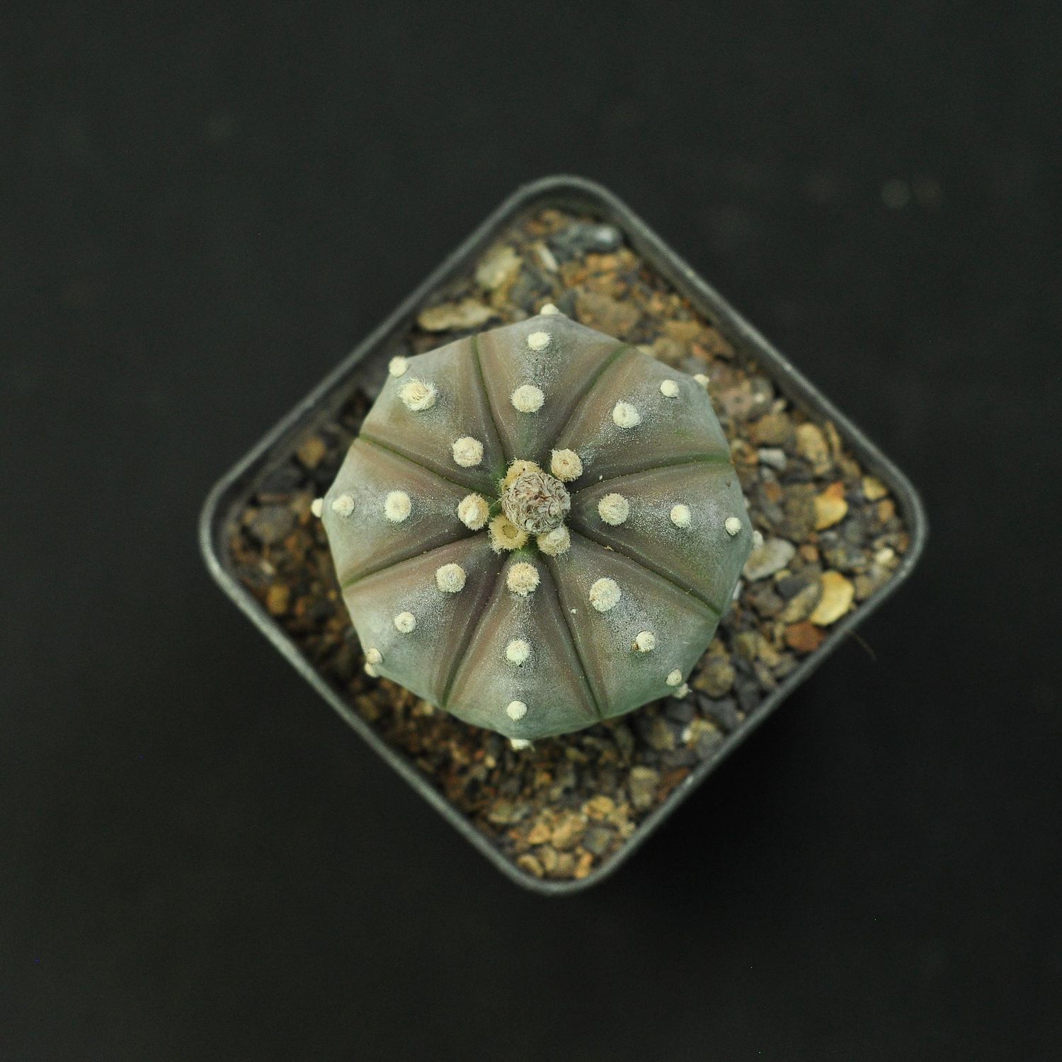 Astrophytum asterias Ooibo BLACK/ PURPLE