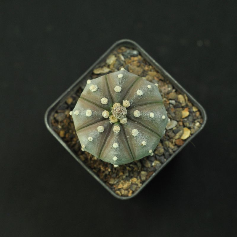 Astrophytum asterias Ooibo BLACK/ PURPLE