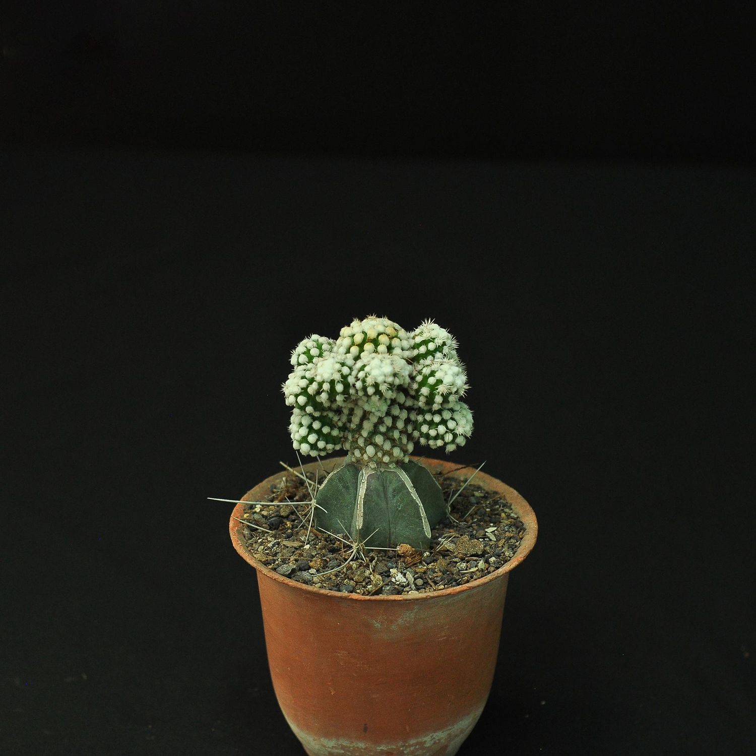 Mammillaria vetula  subs. gracilis  cv. Arizona Snowcap
