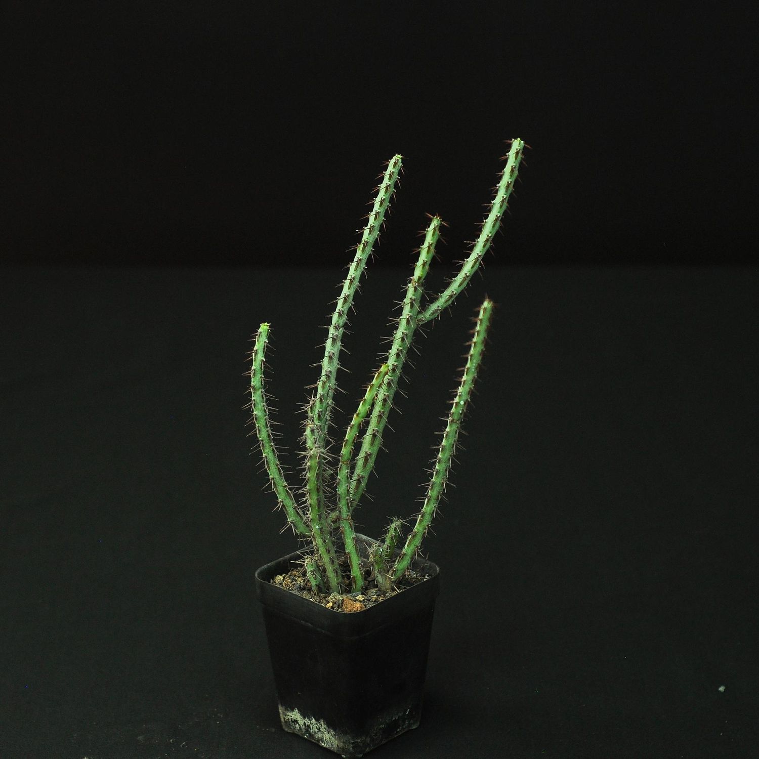 Euphorbia aeruginosa Euphorbia aeruginosa