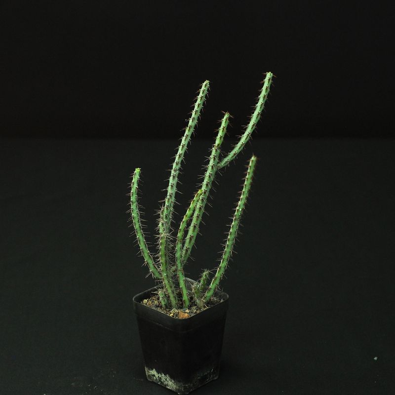 Euphorbia aeruginosa Euphorbia aeruginosa