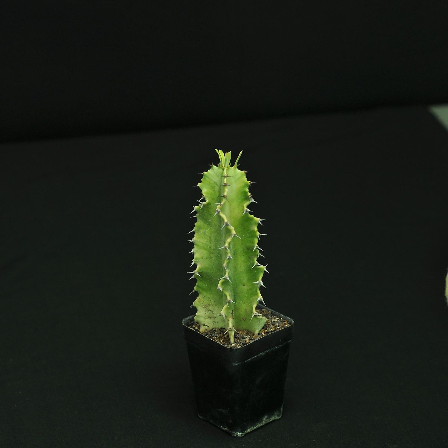 Euphorbia ammak 'Variegata'