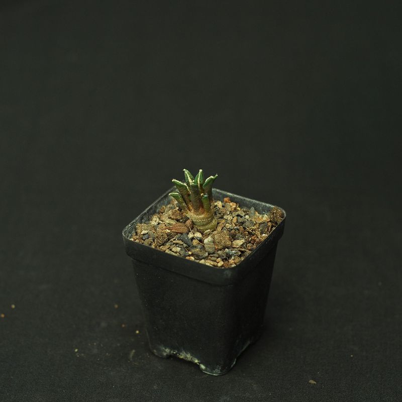 Ariocarpus kotschoubeyanus