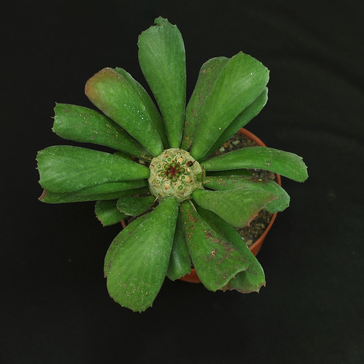 Euphorbia unispina