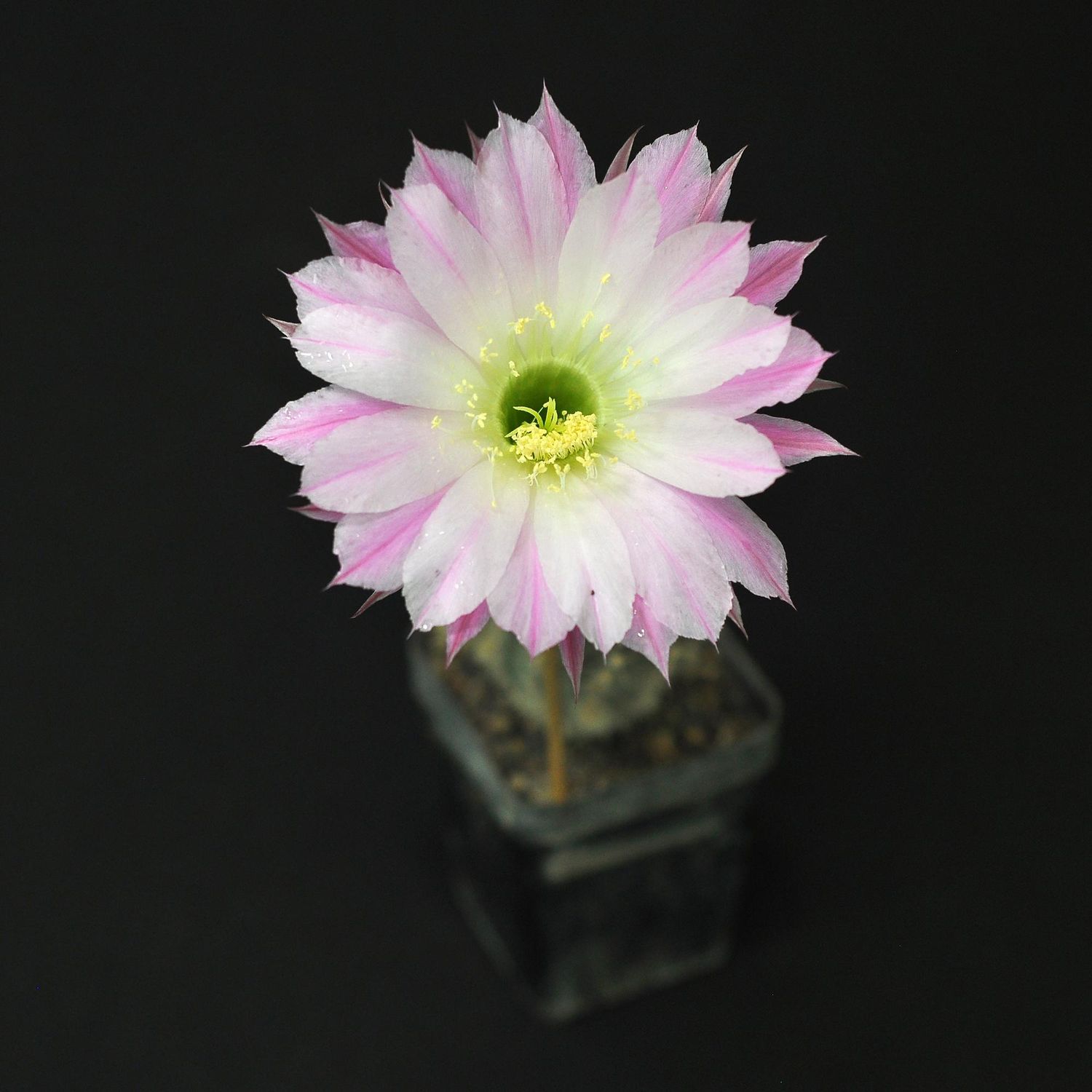 Echinopsis hybrid