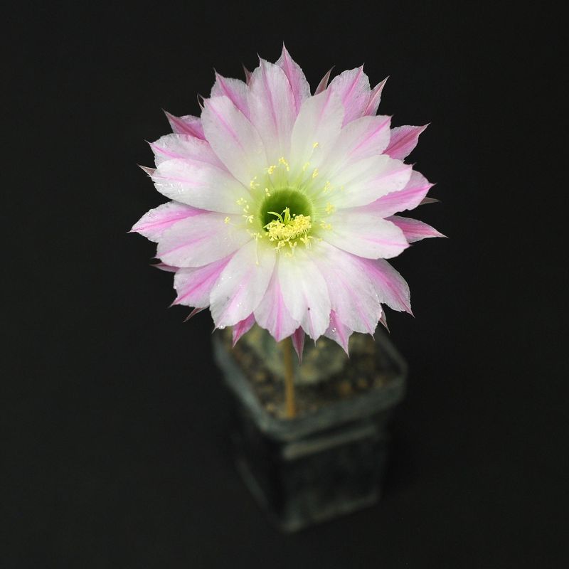 Echinopsis hybrid