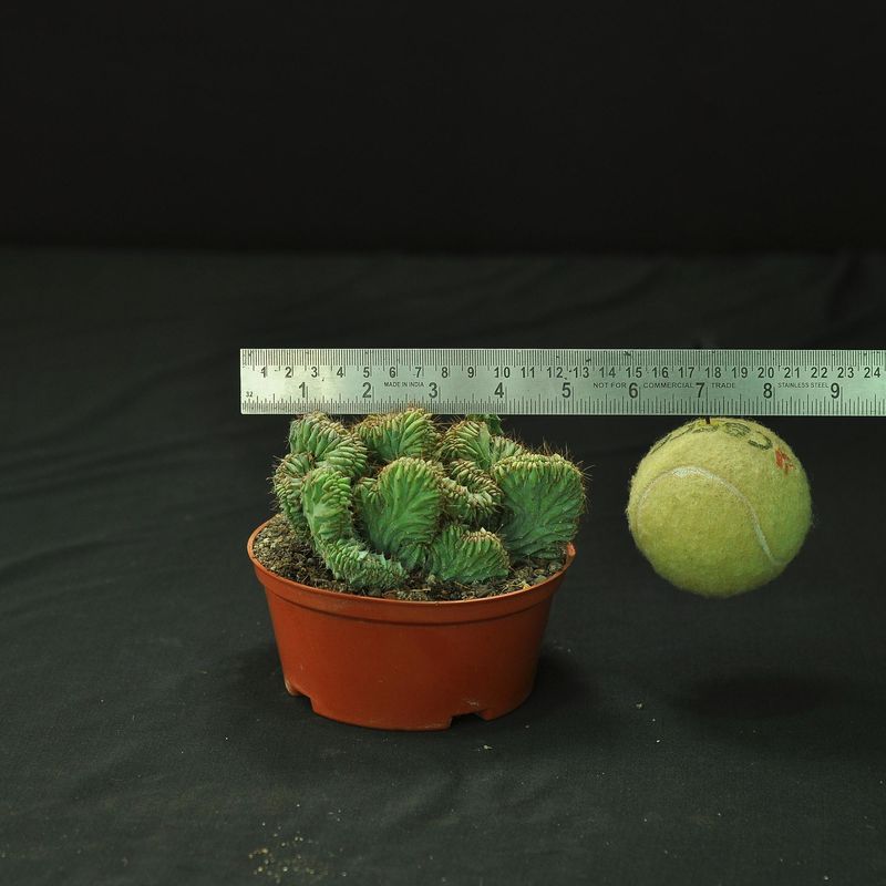 Myrtillocactus geometrizans elite crest Rooted with tennis ball for size comparison