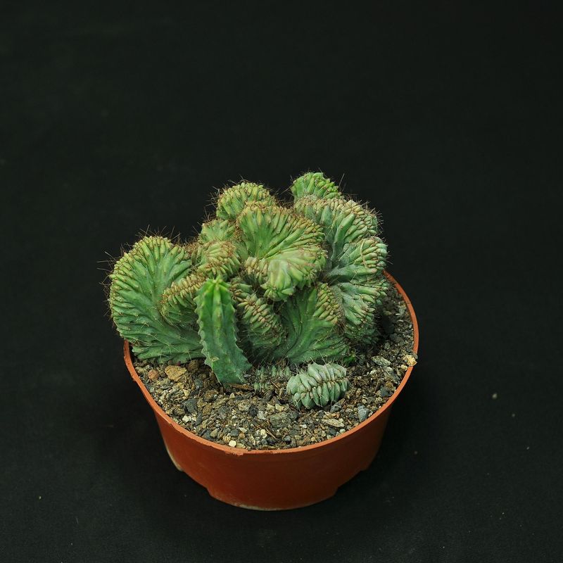 Myrtillocactus geometrizans elite crest Rooted