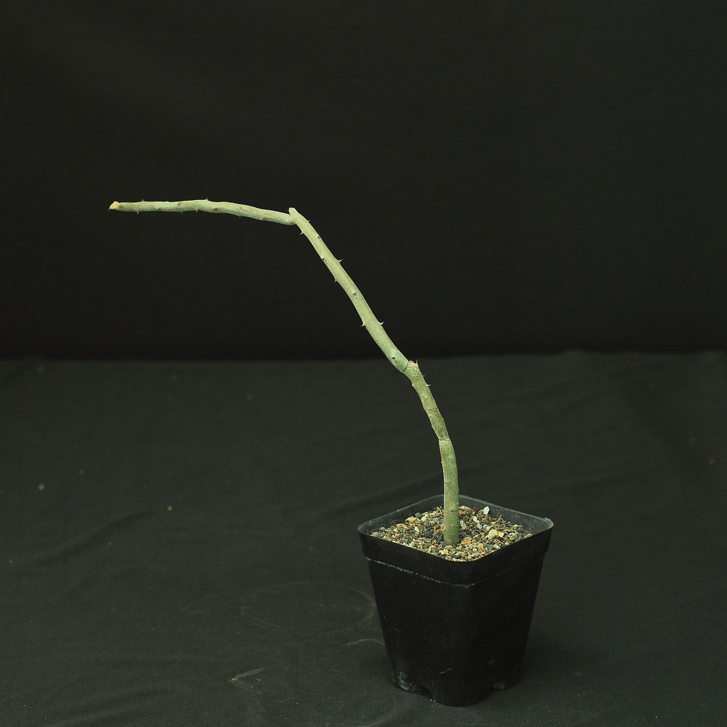 Alluaudia dumosa