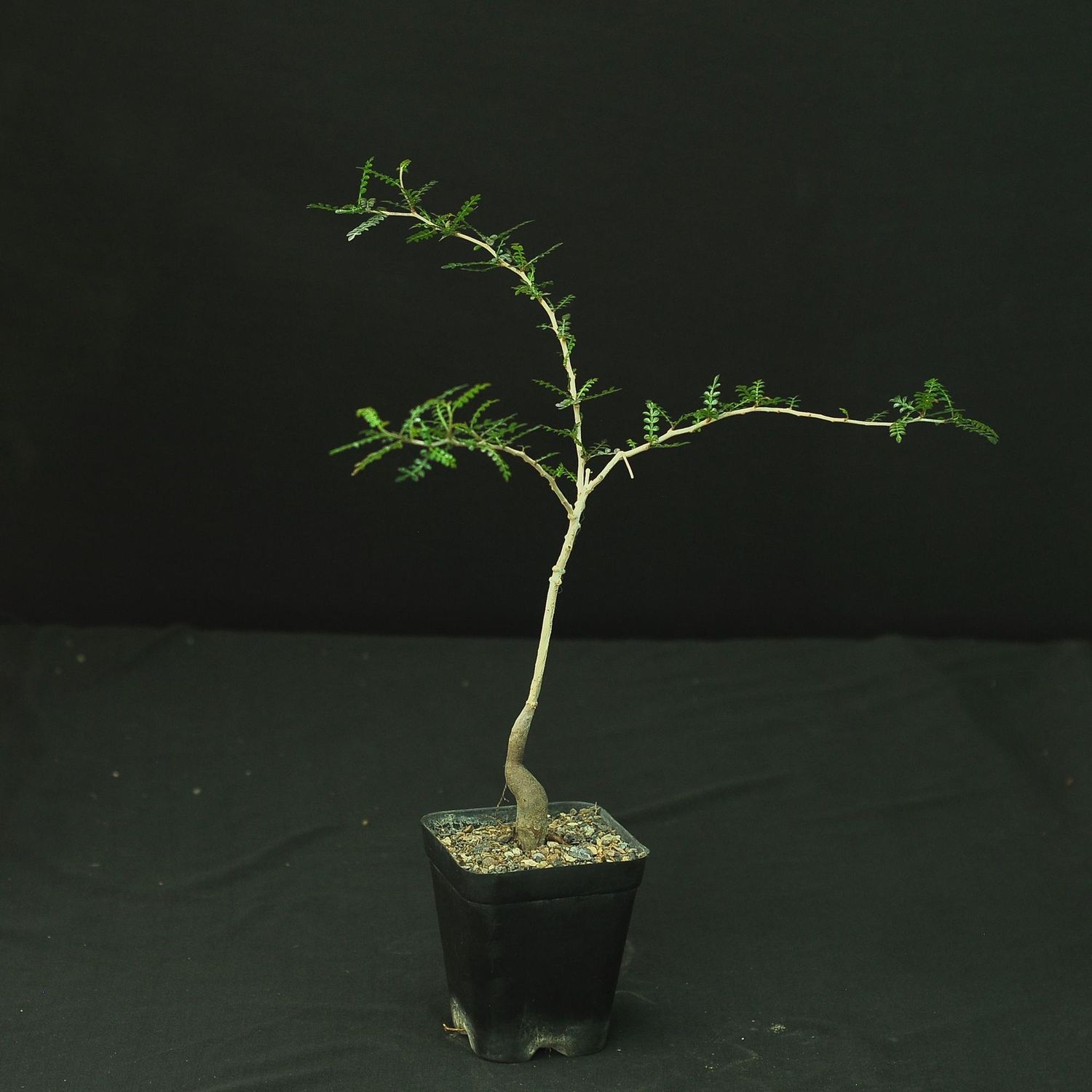 Operculicarya pachypus