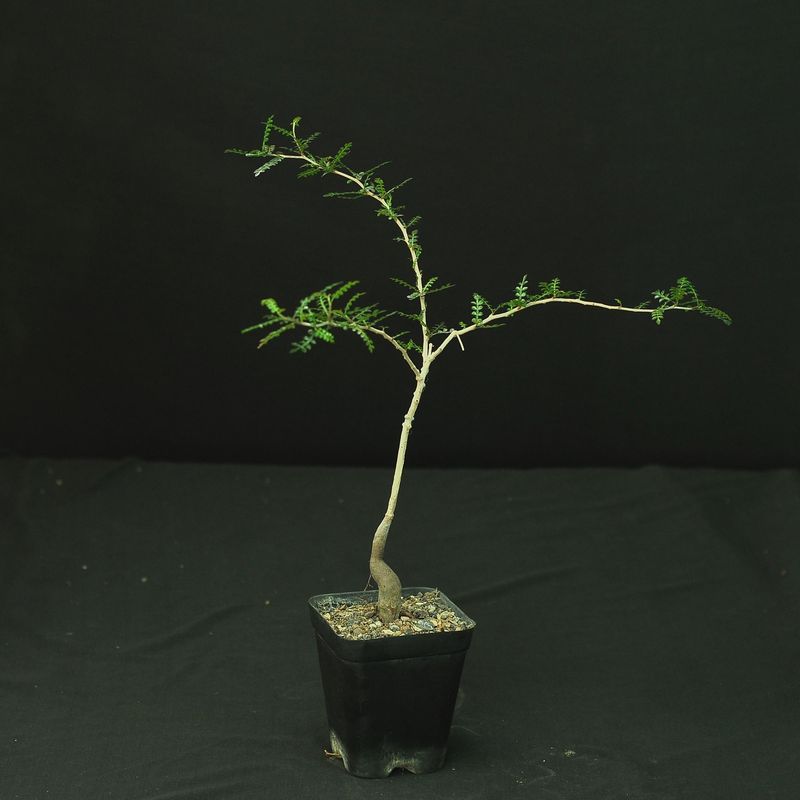 Operculicarya pachypus