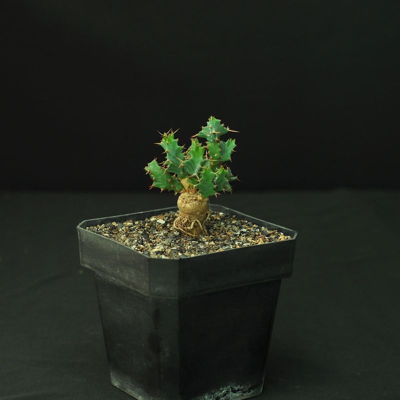 Euphorbia clavigera Blue Form