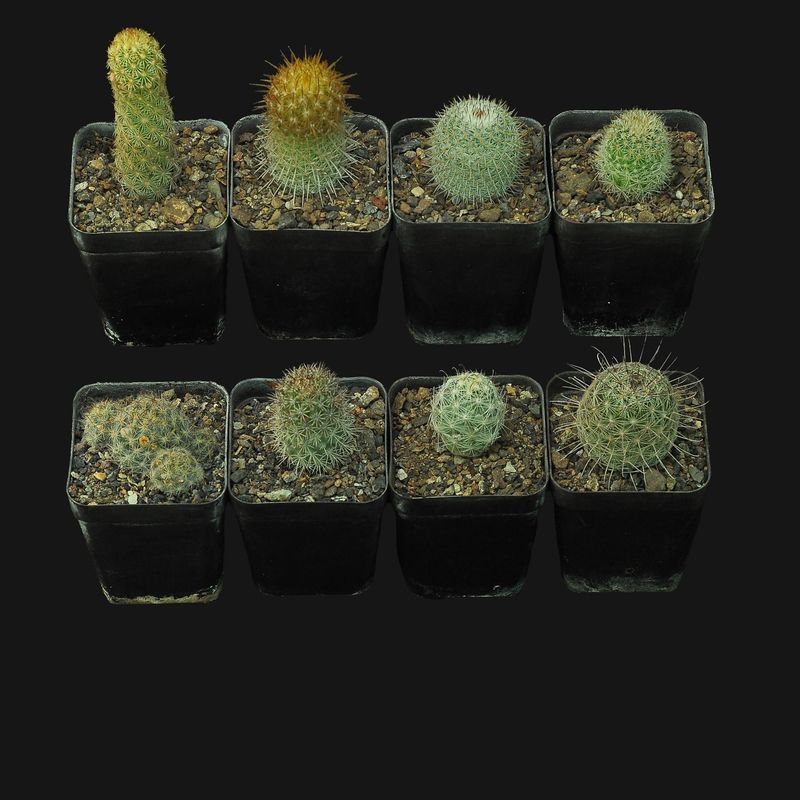 Budget Set 22