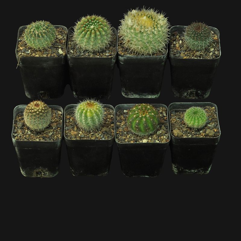 Budget Set 23