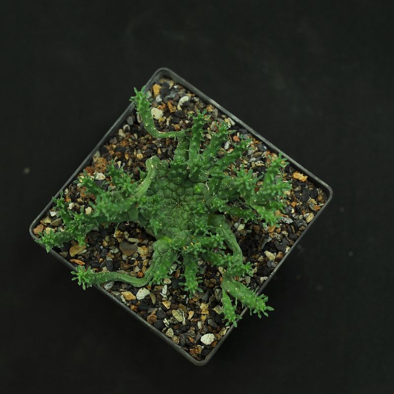 Euphorbia gorgonis